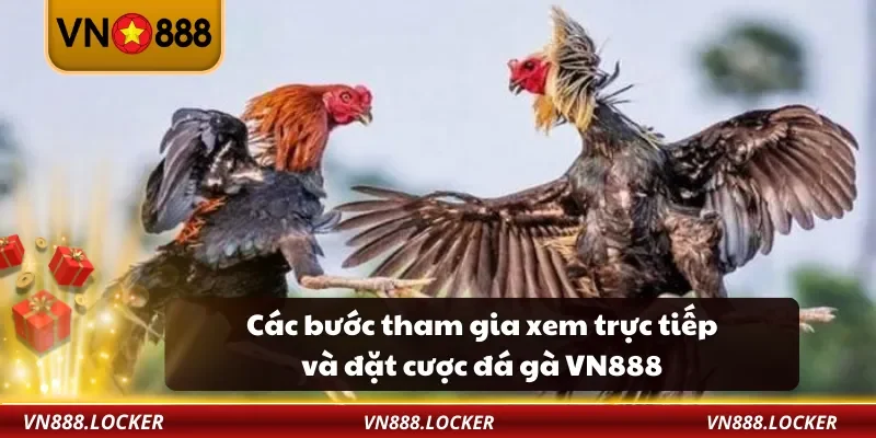 Các bước tham gia xem trực tiếp và đặt cược đá gà VN888